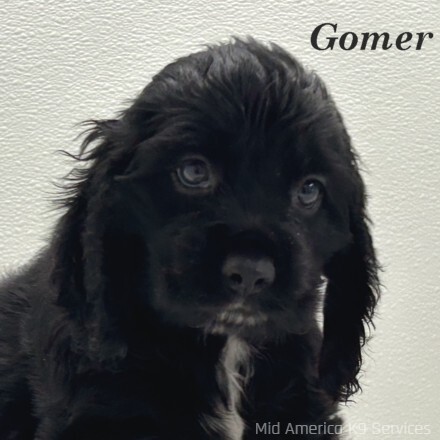 puppy, for, sale, Cocker Spaniel, Joe & Cherri  Overlease, dog, breeder, Miller, MO, dog-breeder, puppy-for-sale, forsale, nearby, find, puppyfind, locator, puppylocator, aca
